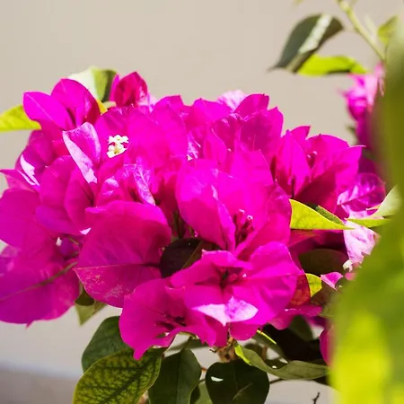 R&c Corfiot House Vakantiehuis *